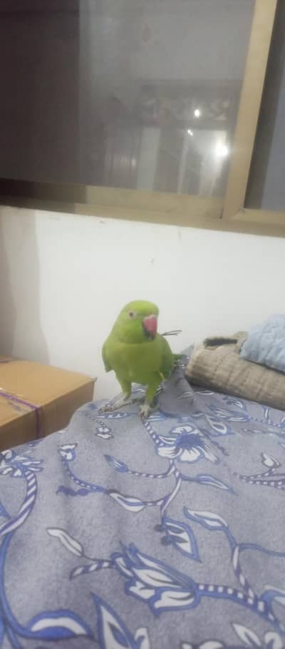 taking pe hai hand tame hai  0 bite hai