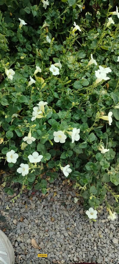 seasonal plants, indoor and outdoor plants succulent kitchen garden