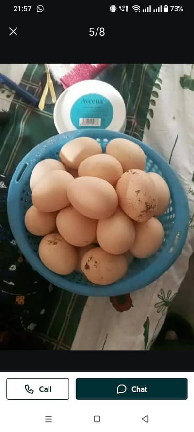 aseel eggs fertile