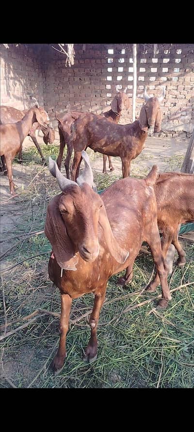 Gulabi tapri Ajraki Goats