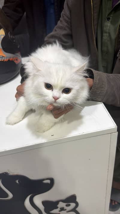 Pesian cat 15 thousand for disscount DM whattsapp 03102855553 vacinate