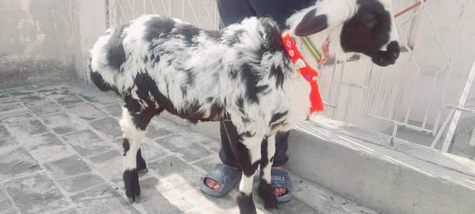 Pair of Two Males Dumbay