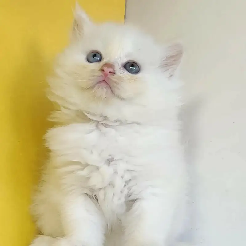 snow White furr babies looking for new home — photo 2