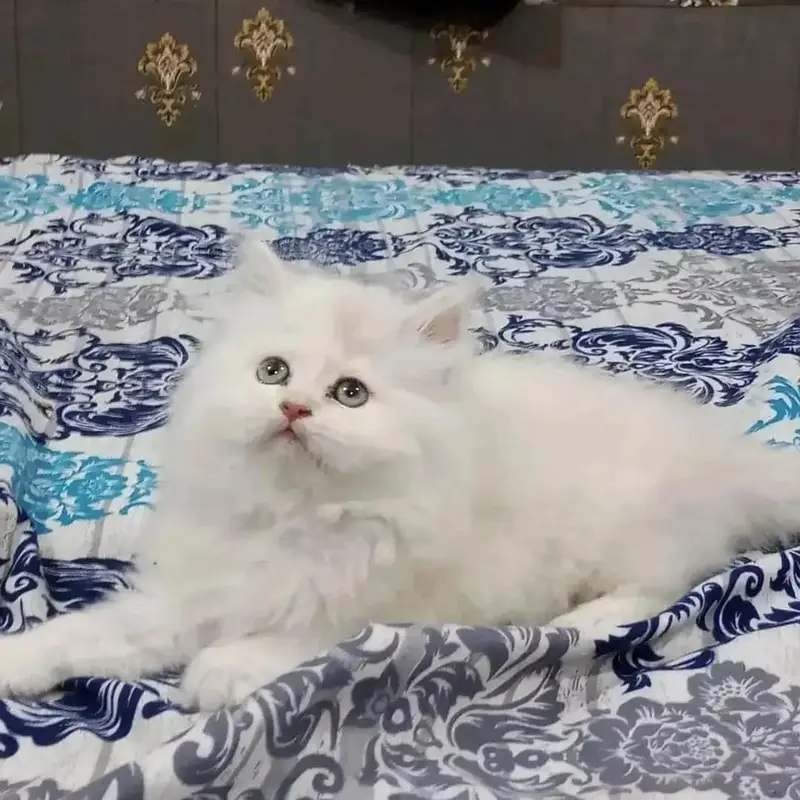 snow White furr babies looking for new home — photo 4