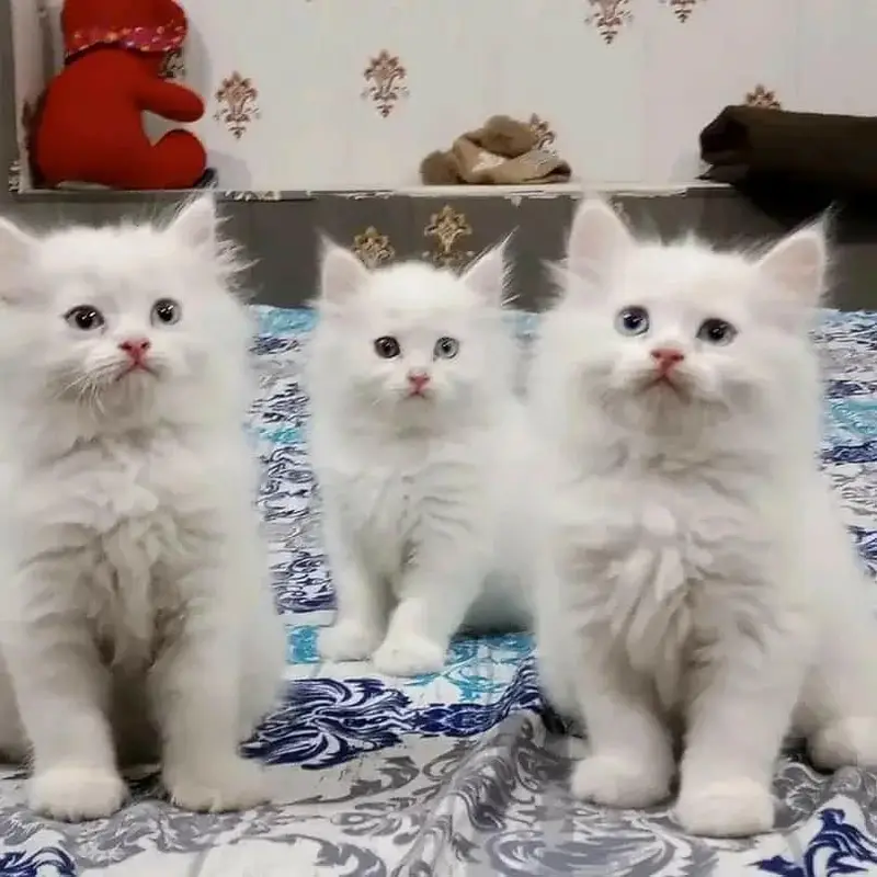 snow White furr babies looking for new home — photo 5
