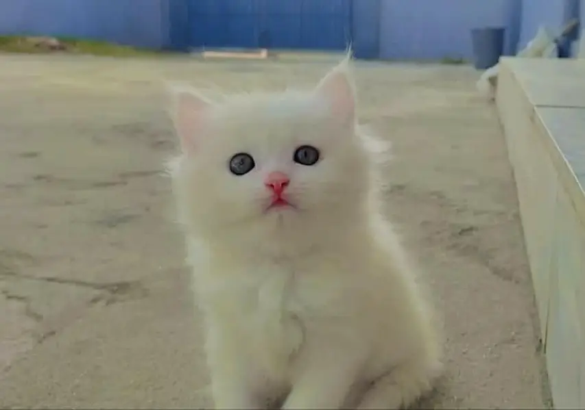 snow White furr babies looking for new home — photo 6