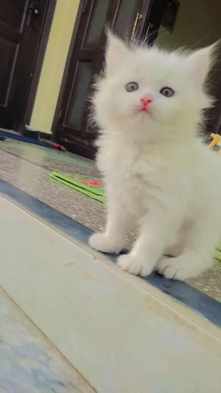 snow White furr babies looking for new home — photo 7