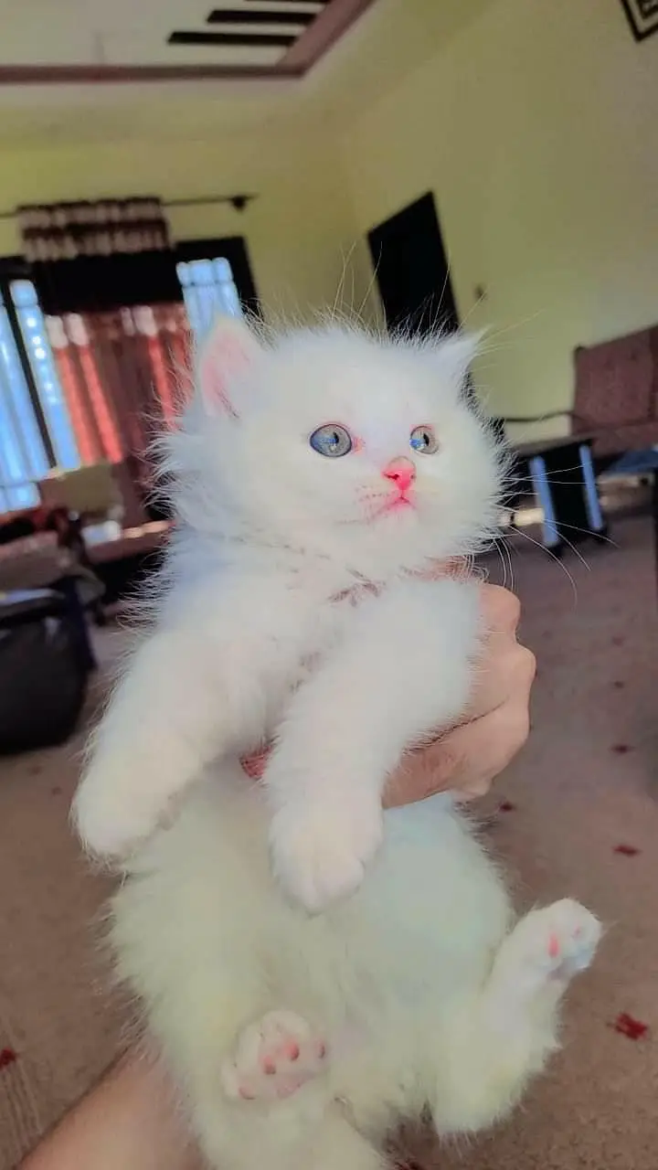 snow White furr babies looking for new home — photo 8