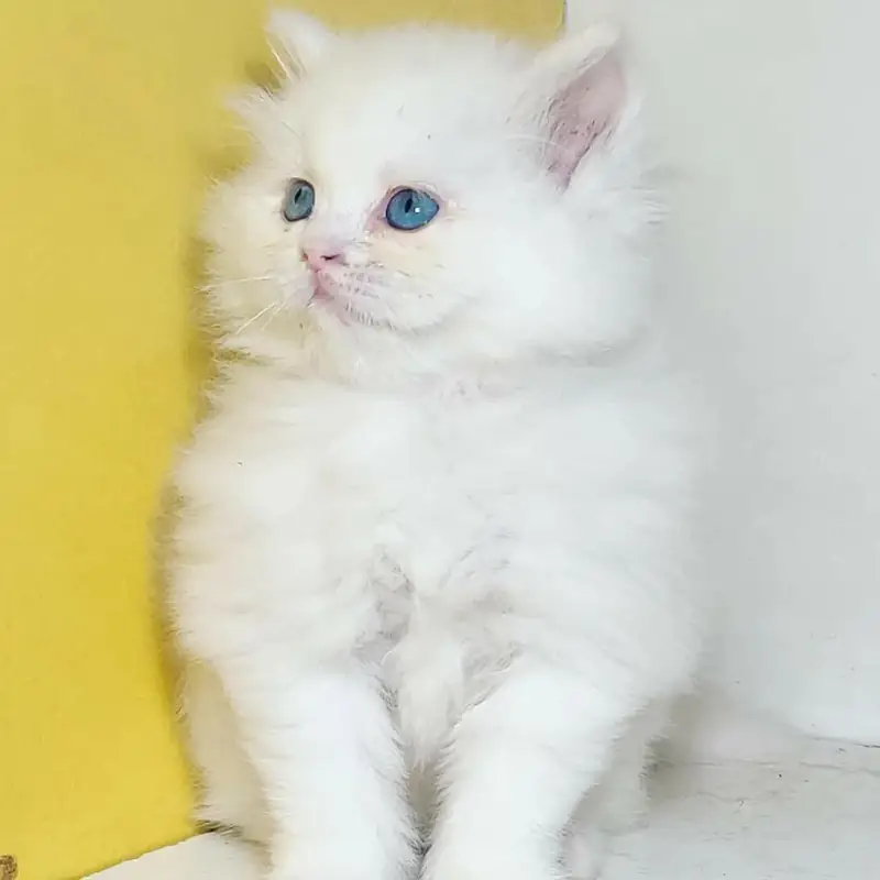 snow White furr babies looking for new home — photo 9