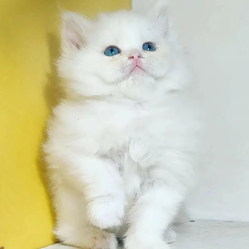 snow White furr babies looking for new home — photo 10