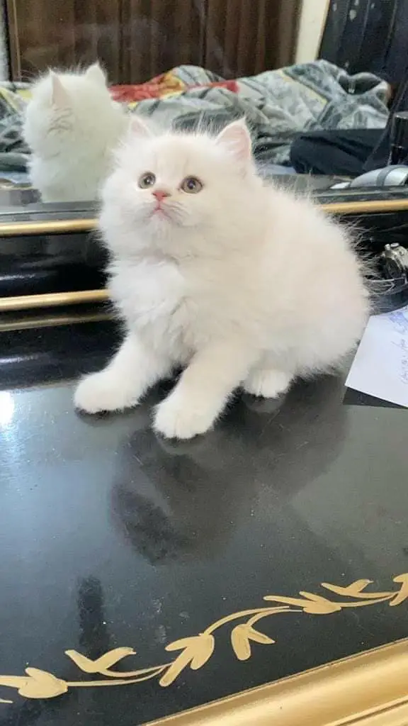 snow White furr babies looking for new home — photo 11
