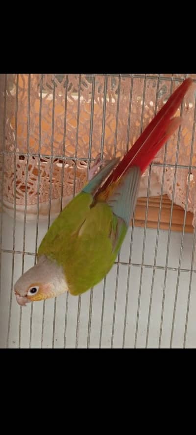 Pineapple Conure breeder male red factor