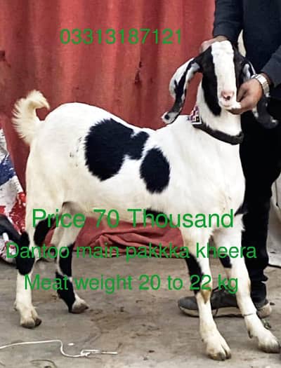 Bakray for Sale 2026 ki kurbani k