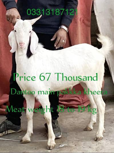 Bakray for Sale 2026 ki kurbani k