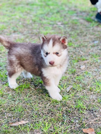 sibren husky puppy fulfy coat odeye health and active