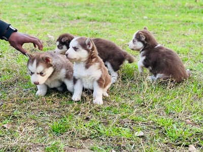 Siberian Husky Puppy blue eyes husky Wollly coat puppy sale