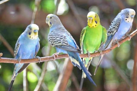 Australian parrots for sale