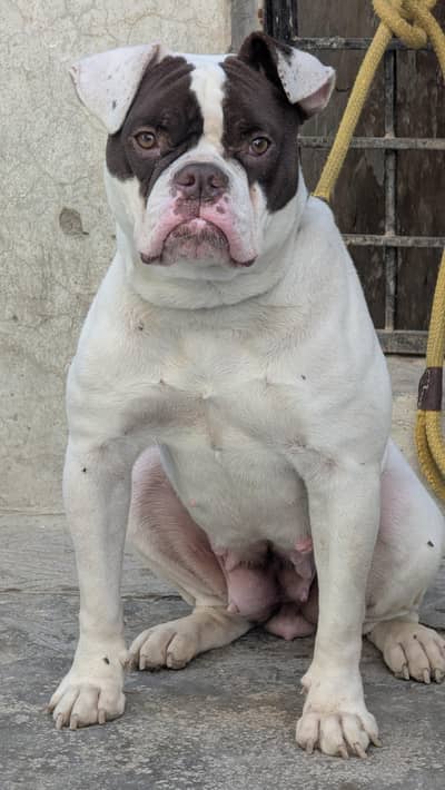 American bulldog female available for new home