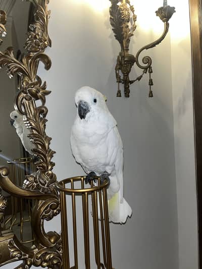 Cockatoo