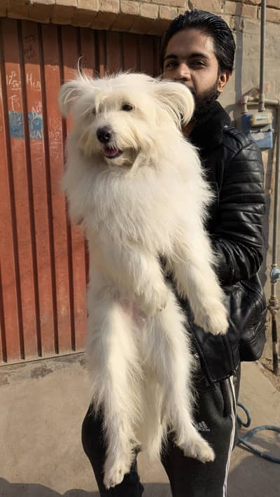 poodle mated female long coat 0/3/2/9/9/1/8/1/6/3/3