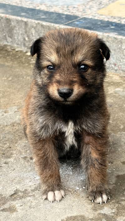 German shepherd puppy full active health  long coat 3 triple coat