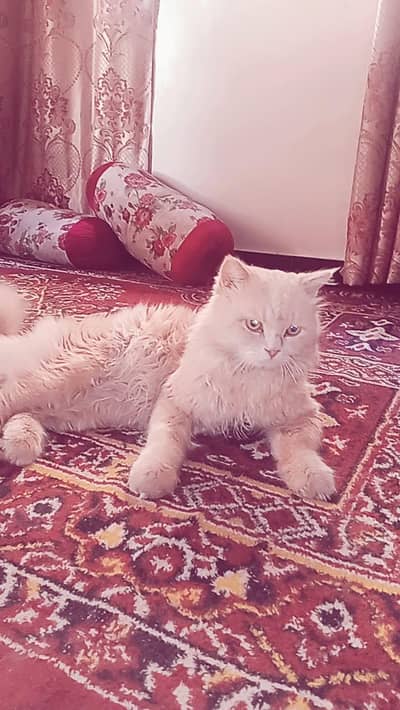 Persian cat food chicken