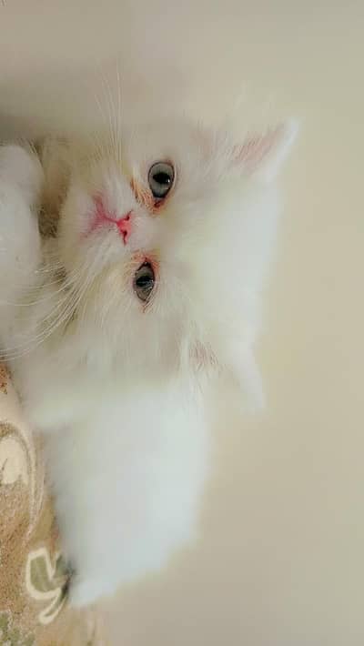 Persian Punch face Cat