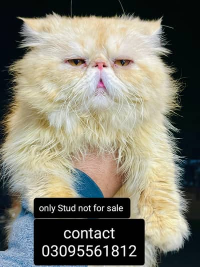 Piki Face male cat available for*meeting*