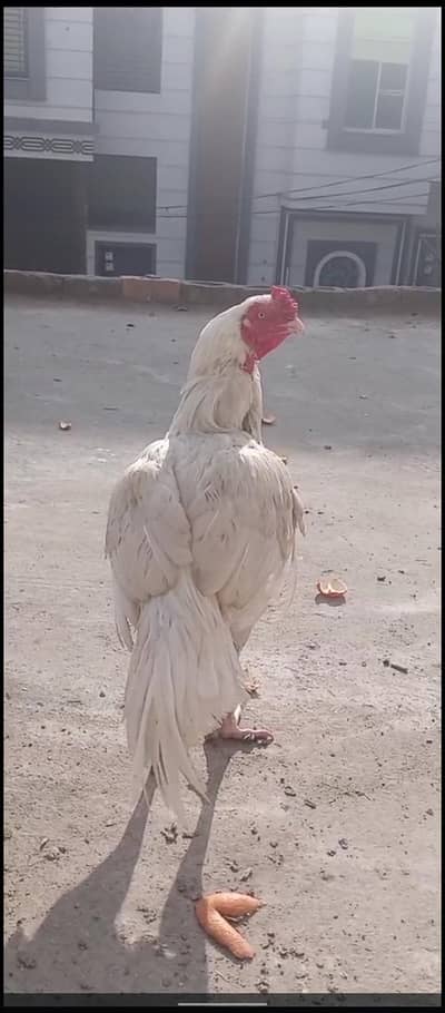 white NOK nali white eyes high quality mail 03175102216