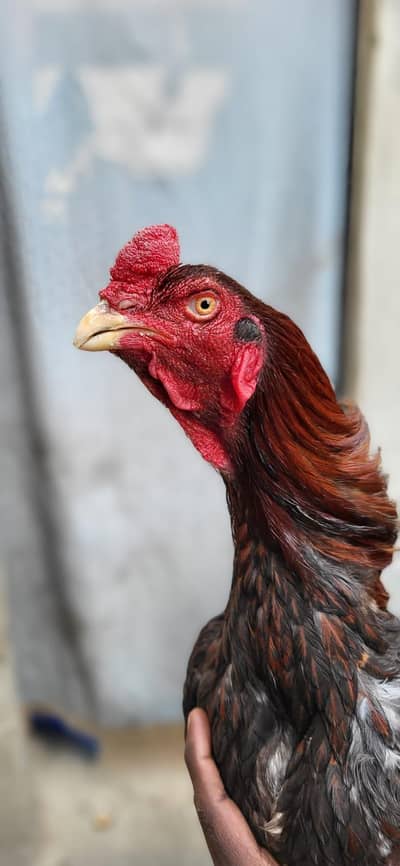 Masha Allah high quality rampori mianwali cross home breed patha