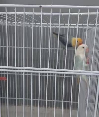 parblue opline split palefellow | grey cocktail Hand Tame