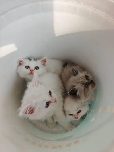 pure Persian kittens