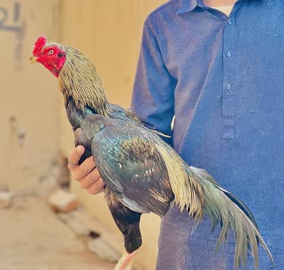 Aseel Patha For sale