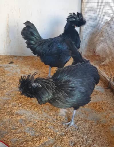 Polish hen Eggs lying