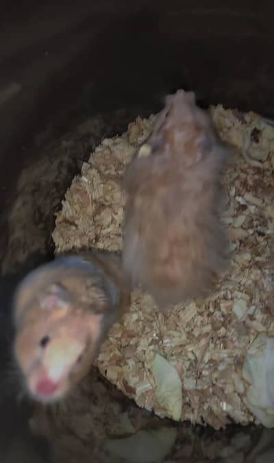 hamster breading pair and baby's are available