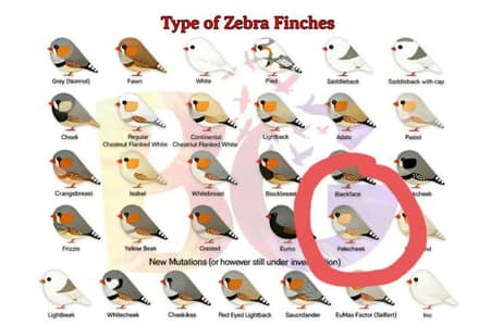 Snow white crested breeder pair