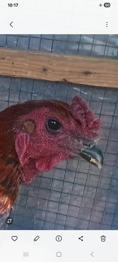 pure dragon black skin 2pairs   available 03126612828