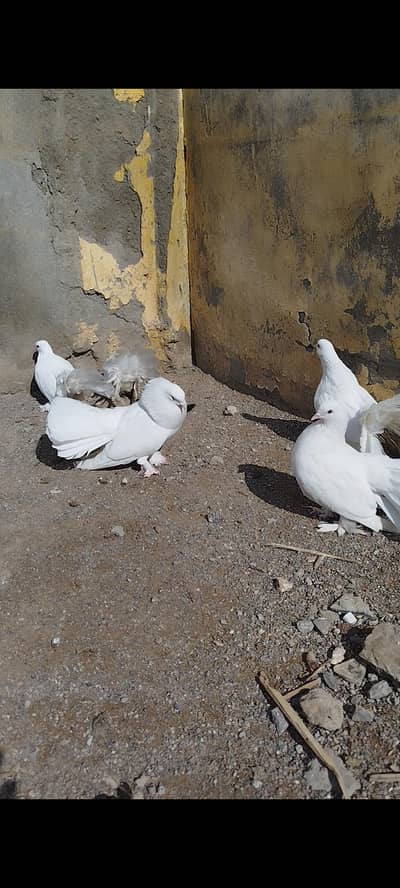 Permoz Lakky Kabuter