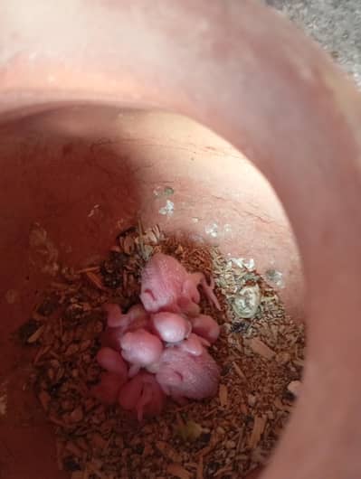 budgie breeding machines setup