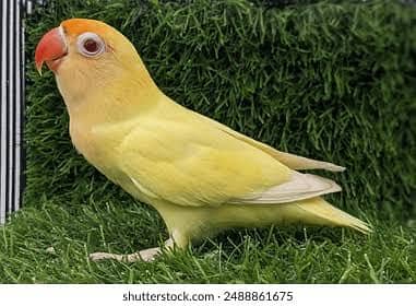 Cremino lovebird with cage