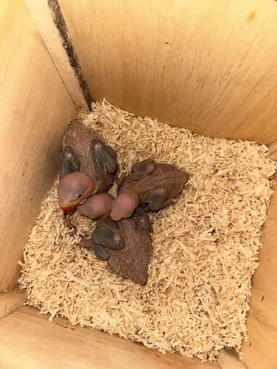 Raw jumbo size chicks