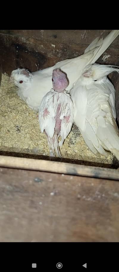 Eno white red eyes cocktail