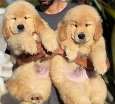 golden retriever puppies 03111968618