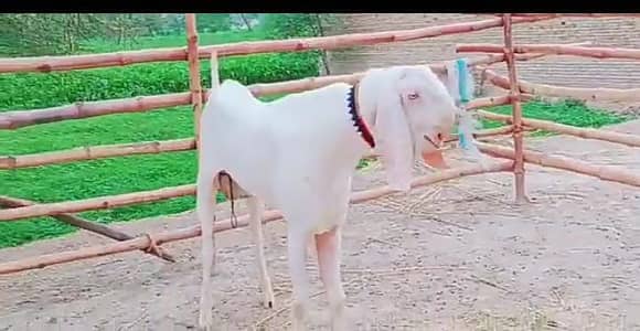 rajanpuri Bakra urgent for sale