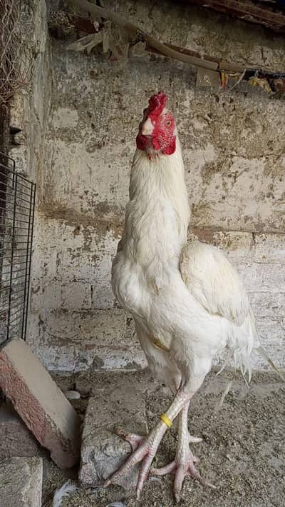 heera aseel paper white long height