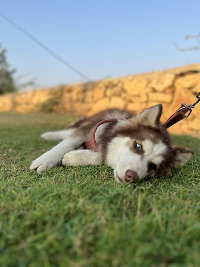 Chocolate Colour Husky Puppy for Sale