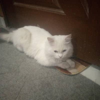 percian White cat