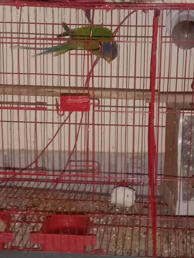 urgent for sale plum headed female  nail tale fly all ok