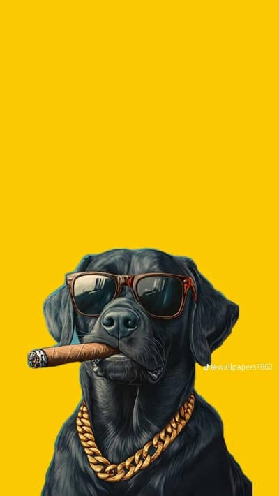 Siberian husky female for sale puppy