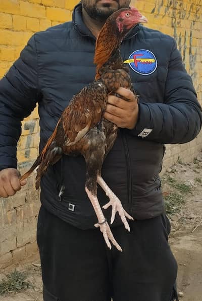 Pure pakistani peela aseel